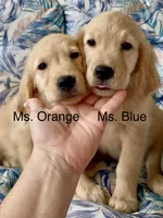 Ms Orange, a female Golden Retriever for sale in North Carolina, NC – 5 of 9