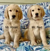 Mr Red, a male Golden Retriever for sale in North Carolina, NC – 3 of 7