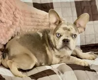 Maui ❤️ Blue Merle, a male French Bulldog for sale in North Carolina, NC – Photo 2 of 5