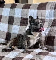 Maui ❤️ Blue Merle, a male French Bulldog for sale in North Carolina, NC – Photo 5 of 5