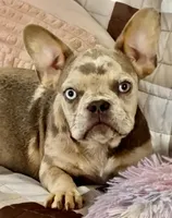 Maui ❤️ Blue Merle, a male French Bulldog for sale in North Carolina, NC – Photo 1 of 5