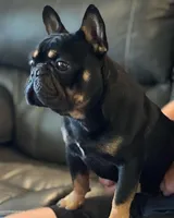 Maui ❤️ Blue Merle, a male French Bulldog for sale in North Carolina, NC – Photo 4 of 5