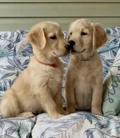 Ms Orange, a female Golden Retriever for sale in North Carolina, NC – 6 of 9