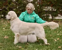 Jupiter , a male English Cream Golden Retriever for sale in Oxford, NC – 7 of 8