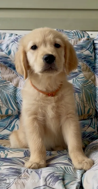 Ms Orange – Golden Retriever puppy for sale in North Carolina, NC