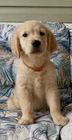 Ms Orange, a female Golden Retriever for sale in North Carolina, NC – 1 of 9