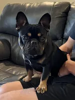 Chewy, a male French Bulldog for sale in North Carolina, NC – Photo 1 of 4