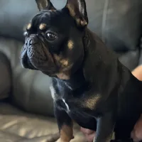 Chewy, a male French Bulldog for sale in North Carolina, NC – Photo 3 of 4