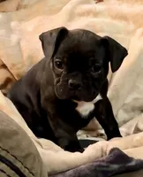 (50/50) Black Brindle Boy, a male Frenchton for sale in North Carolina, NC – Photo 2 of 4