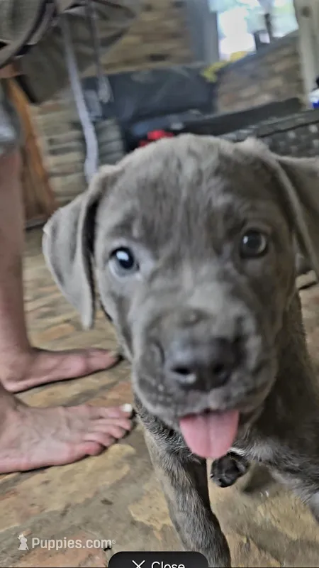 Purple collar , a female Cane Corso for sale in Moss Point, MS – 1 of 3