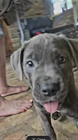 Purple collar , a female Cane Corso for sale in Moss Point, MS – 1 of 3