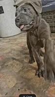 Purple collar , a female Cane Corso for sale in Moss Point, MS – 3 of 3