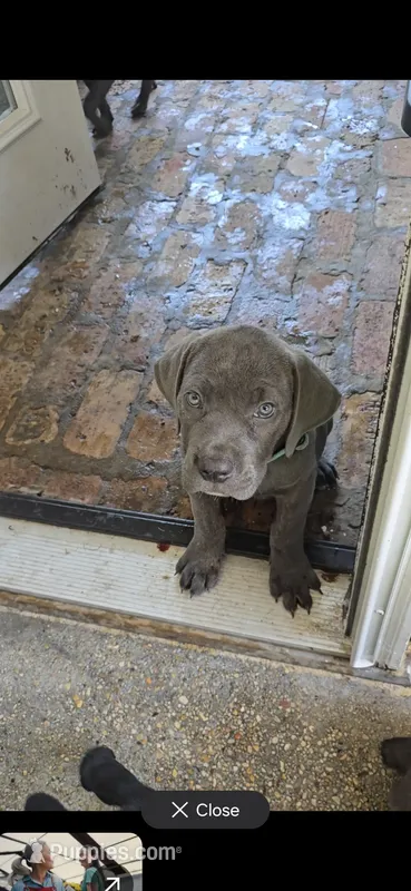 Luka – Cane Corso puppy for sale in Moss Point, MS