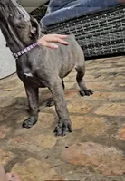 Purple collar , a female Cane Corso for sale in Moss Point, MS – 2 of 3