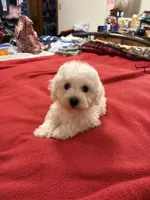 Danny, a male Bichon Frise for sale in Newton, NC – 2 of 3