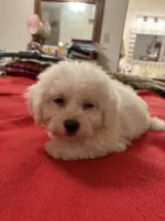 Finnley, a male Bichon Frise for sale in Newton, NC – 4 of 4