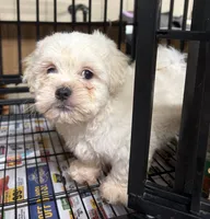 Silas, a male Bichon Frise and Shih Tzu for sale in Newton, NC – 4 of 4