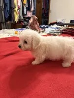 Finnley, a male Bichon Frise for sale in Newton, NC – 2 of 4