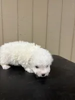 Little girl, a female Bichon Frise for sale in Newton, NC – 2 of 4