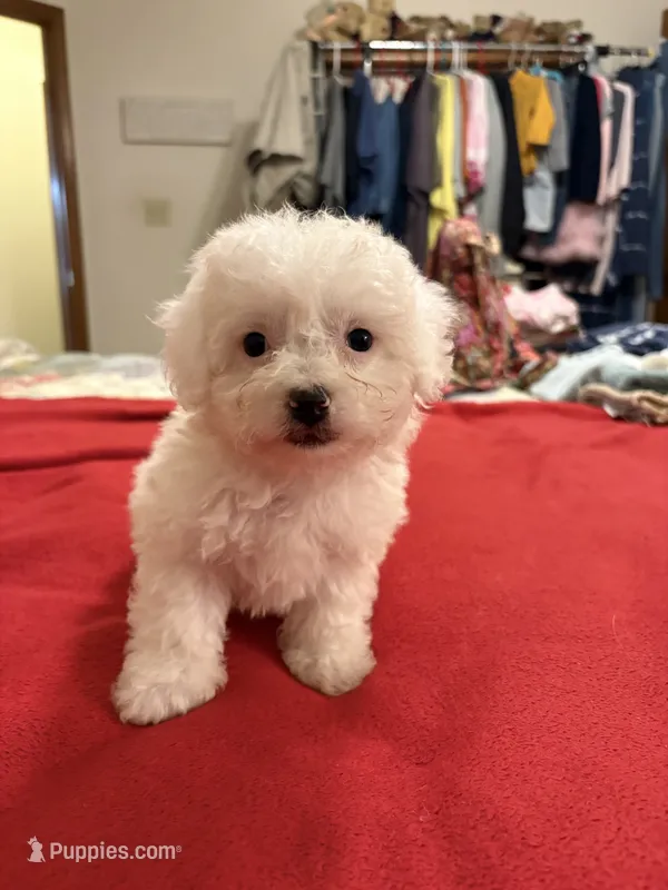 Daisy – Bichon Frise puppy for sale in Newton, NC