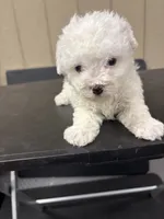 Lilly, a female Bichon Frise for sale in Newton, NC – 2 of 3
