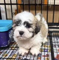 Simon, a male Bichon Frise and Shih Tzu for sale in Newton, NC – 3 of 4