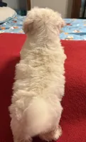 Silas, a male Bichon Frise and Shih Tzu for sale in Newton, NC – 3 of 4