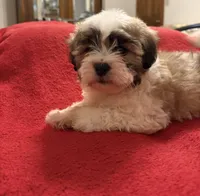 Simon, a male Bichon Frise and Shih Tzu for sale in Newton, NC – 4 of 4