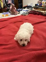 Danny, a male Bichon Frise for sale in Newton, NC – 3 of 3