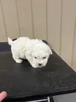 Lucy, a female Bichon Frise for sale in Newton, NC – 2 of 2