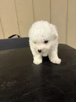 Little girl, a female Bichon Frise for sale in Newton, NC – 3 of 4