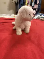 Daisy, a female Bichon Frise for sale in Newton, NC – 3 of 3
