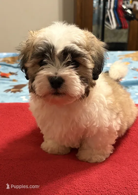 Simon – Bichon Frise, Shih Tzu puppy for sale in Newton, NC