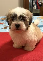 Simon, a male Bichon Frise and Shih Tzu for sale in Newton, NC – 1 of 4