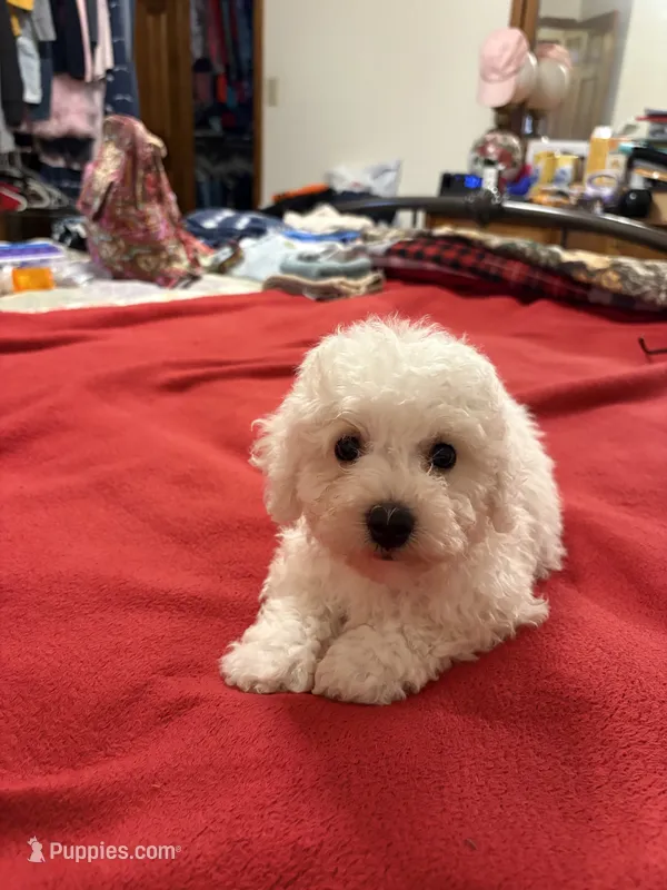 Danny – Bichon Frise puppy for sale in Newton, NC