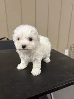 Lucy, a female Bichon Frise for sale in Newton, NC – 1 of 2