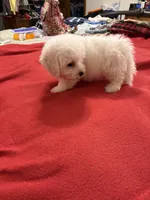 Finnley, a male Bichon Frise for sale in Newton, NC – 3 of 4