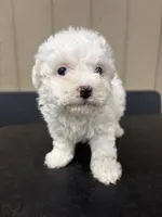 Lilly, a female Bichon Frise for sale in Newton, NC – 1 of 3