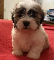 Simon, a male Bichon Frise and Shih Tzu for sale in Newton, NC – 2 of 4