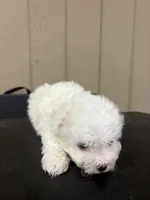 Little girl, a female Bichon Frise for sale in Newton, NC – 1 of 4