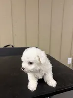 Little girl, a female Bichon Frise for sale in Newton, NC – 4 of 4