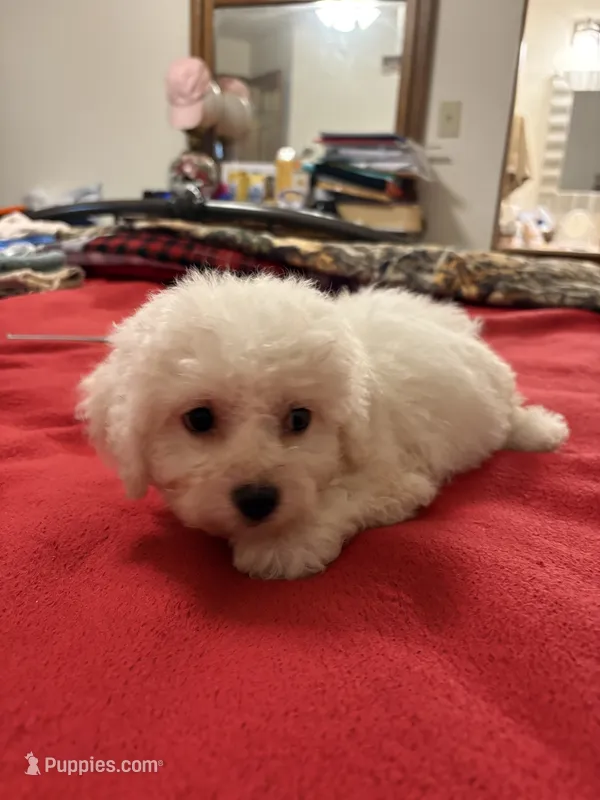 Finnley – Bichon Frise puppy for sale in Newton, NC