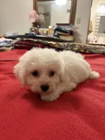 Finnley, a male Bichon Frise for sale in Newton, NC – 1 of 4