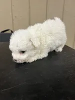 Lilly, a female Bichon Frise for sale in Newton, NC – 3 of 3