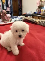 Daisy, a female Bichon Frise for sale in Newton, NC – 2 of 3