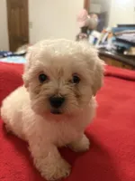 Silas, a male Bichon Frise and Shih Tzu for sale in Newton, NC – 2 of 4