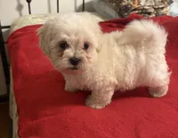 Silas, a male Bichon Frise and Shih Tzu for sale in Newton, NC – 1 of 4