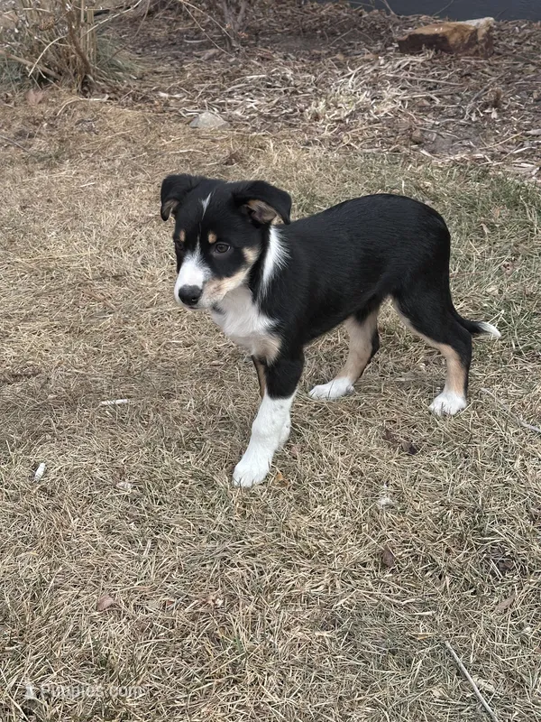 Sport, a male Australian Kelpie and Miniature Australian Shepherd for sale in Imperial, NE – Photo 1 of 2