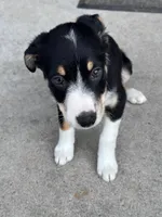Sport, a male Australian Kelpie and Miniature Australian Shepherd for sale in Imperial, NE – Photo 2 of 2