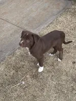 Scooter, a male Australian Kelpie and Miniature Australian Shepherd for sale in Imperial, NE – Photo 2 of 2